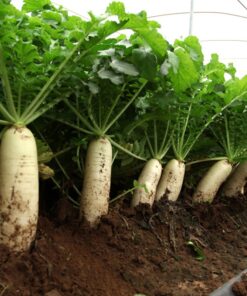 Hạt Giống Củ Cải - Trắng Muốt, Giòn Ngọt, Nguyên Liệu Quen Thuộc Trong Bếp Việt